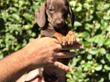 Yeşil Gözlü Chocolatte Tan Mini Daucshand