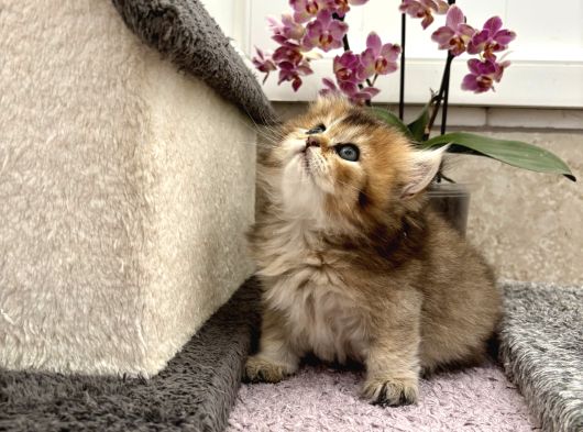 Dişi Yavrularım Gold Shortair Longhair Efsane Güzellik görsel