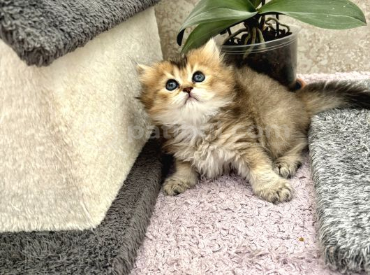 Dişi Yavrularım Gold Shortair Longhair Efsane Güzellik