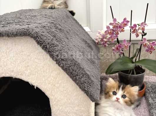 Dişi Yavrularım Gold Shortair Longhair Efsane Güzellik görsel