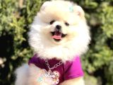 Bol Tüylü Sevimli Surat Pomeranian Yavrular