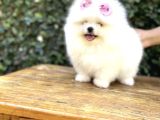 Ayı Surat Safkan Pomeranian Yavrular