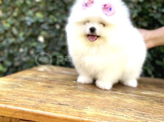 Ayı Surat Safkan Pomeranian Yavrular