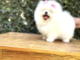 Ayı Surat Safkan Pomeranian Yavrular