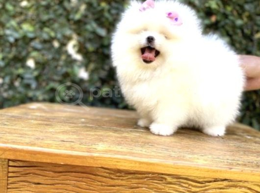 Ayı Surat Safkan Pomeranian Yavrular görsel