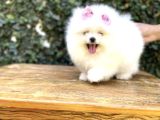 Ayı Surat Safkan Pomeranian Yavrular