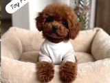 Toy Poodle Sevi̇mli̇ Yavrular Ev Üreti̇mi̇