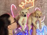Sağlık Ve Irk Garantili Labrador Retriever