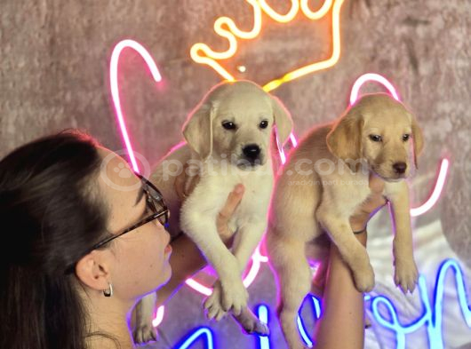 Sağlık Ve Irk Garantili Labrador Retriever görsel