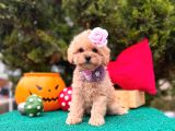 Mini Maltipoo Üst Kalite Yavrular