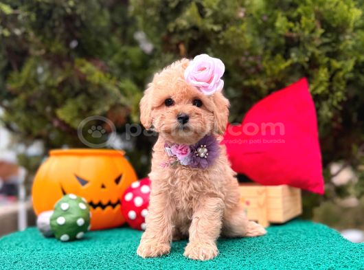 Mini Maltipoo Üst Kalite Yavrular