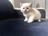 Safkan British Shorthair Yavrularımız