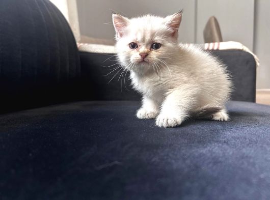 Safkan British Shorthair Yavrularımız görsel