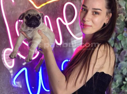 Irk Garantili Sağlıklı Pug Bebekler görsel