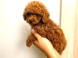 Toy Poodle Yavru Erkek Dişi Yavrular Üçretsiz Teslimat