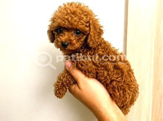 Toy Poodle Yavru Erkek Dişi Yavrular Üçretsiz Teslimat görsel