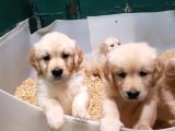 Bebek Yüz Hari̇ka Güzelli̇kte Golden Yavrular