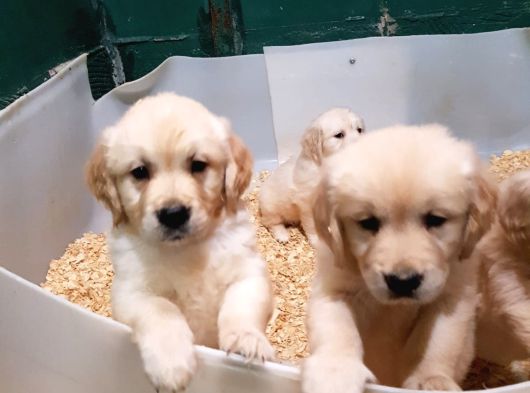 Bebek Yüz Hari̇ka Güzelli̇kte Golden Yavrular görsel