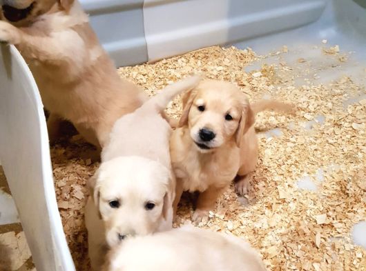 Bebek Yüz Hari̇ka Güzelli̇kte Golden Yavrular görsel