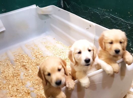 Bebek Yüz Hari̇ka Güzelli̇kte Golden Yavrular görsel