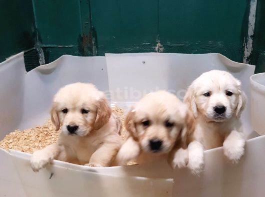 Bebek Yüz Hari̇ka Güzelli̇kte Golden Yavrular görsel