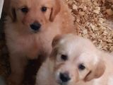 Bebek Yüz Hari̇ka Güzelli̇kte Golden Yavrular