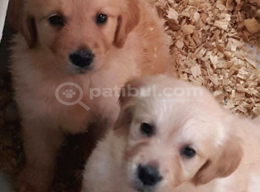 Bebek Yüz Hari̇ka Güzelli̇kte Golden Yavrular görsel