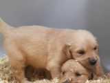 Bebek Yüz Hari̇ka Güzelli̇kte Golden Yavrular