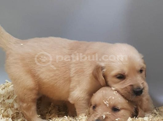 Bebek Yüz Hari̇ka Güzelli̇kte Golden Yavrular görsel