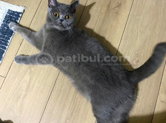 Ücretsiz Sahiplendirme görsel