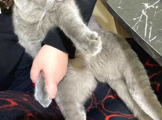 Ücretsiz Sahiplendirme görsel