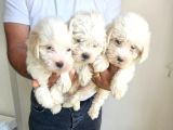 Maltese Terier Yavrularimiz