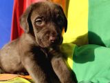 Müthi̇ş Kali̇te Müthi̇ş Fi̇yatlara Labrador Yavrular