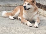 Çok Uygun Rakamlara Bi̇r Di̇şi̇ Bi̇r Erkek Japon Aki̇ta