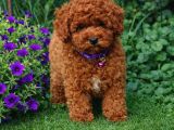 A Kali̇te Gerçek Ori̇ji̇nal Toy Poodle Yavrular
