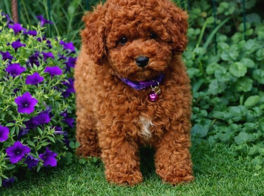 A Kali̇te Gerçek Ori̇ji̇nal Toy Poodle Yavrular görsel