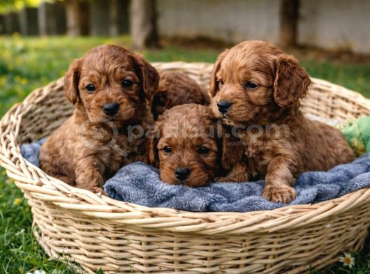 Ori̇ji̇nal A Kali̇te Cavapoo Yavrular
