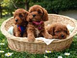 Ori̇ji̇nal A Kali̇te Cavapoo Yavrular