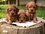 Ori̇ji̇nal A Kali̇te Cavapoo Yavrular