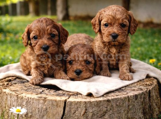 Ori̇ji̇nal A Kali̇te Cavapoo Yavrular görsel