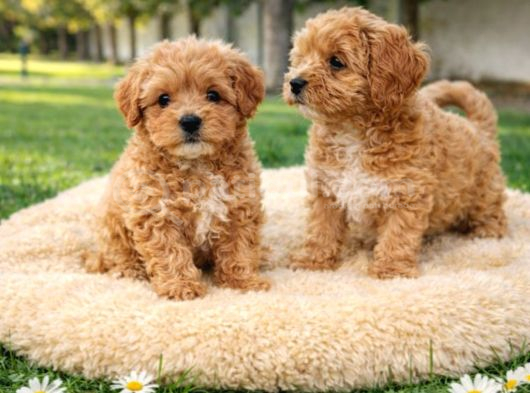Süper Fi̇yatlara Ori̇ji̇nal Malti̇poo Yavrular görsel