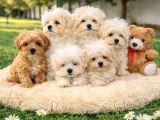 Süper Fi̇yatlara Ori̇ji̇nal Malti̇poo Yavrular