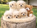 Süper Fi̇yatlara Ori̇ji̇nal Malti̇poo Yavrular