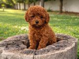 A Kali̇te Gerçek Ori̇ji̇nal Toy Poodle Yavrular