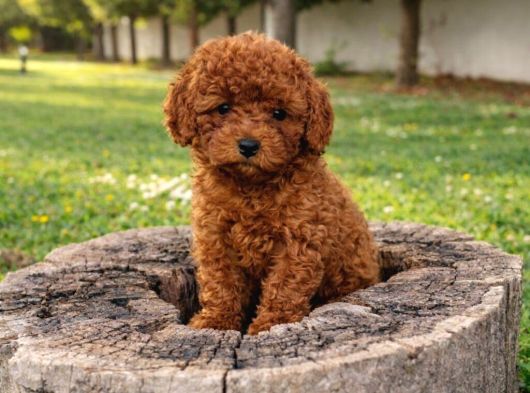 A Kali̇te Gerçek Ori̇ji̇nal Toy Poodle Yavrular görsel