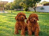 A Kali̇te Gerçek Ori̇ji̇nal Toy Poodle Yavrular