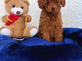 A Kali̇te Gerçek Ori̇ji̇nal Toy Poodle Yavrular