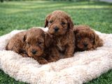 Ori̇ji̇nal A Kali̇te Cavapoo Yavrular