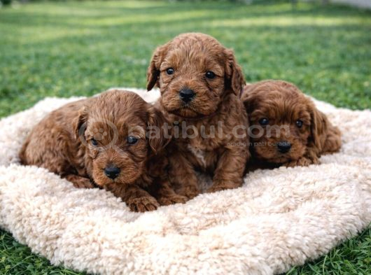 Ori̇ji̇nal A Kali̇te Cavapoo Yavrular görsel
