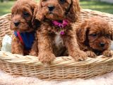 Ori̇ji̇nal A Kali̇te Cavapoo Yavrular